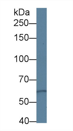 Polyclonal Antibody to Protein Kinase D3 (PKD3)