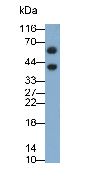 Polyclonal Antibody to Pancreas Specific Transcription Factor 1a (PTF1a)