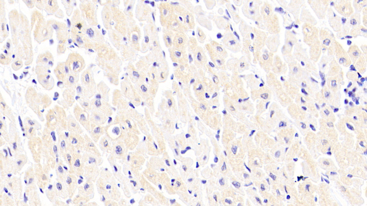 Polyclonal Antibody to Peptidylglycine Alpha Amidating Monooxygenase (PAM)