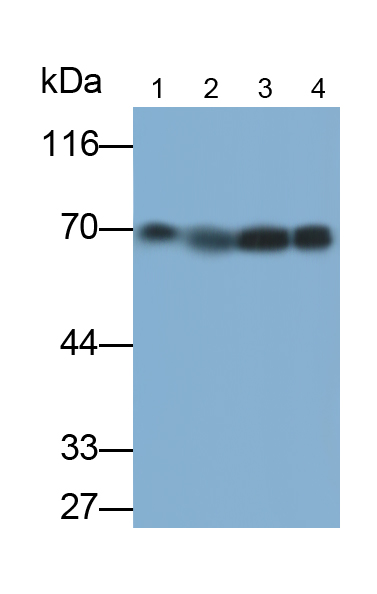 Polyclonal Antibody to Prosaposin (PSAP)