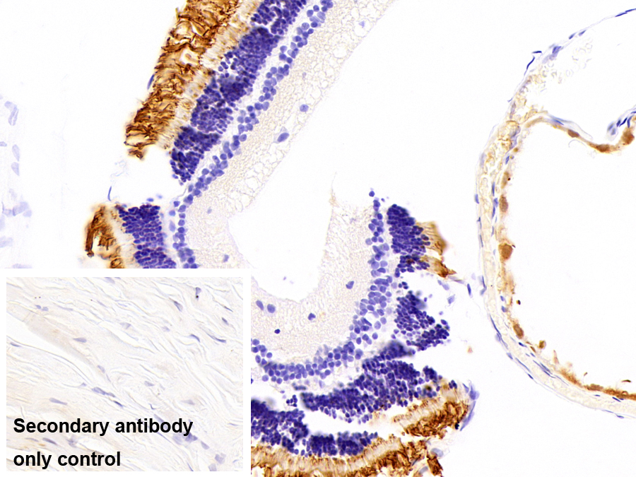 Polyclonal Antibody to Rhodopsin (RHO)