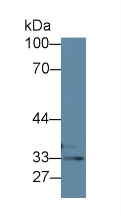 Polyclonal Antibody to Thiosulfate Sulfurtransferase (TST)