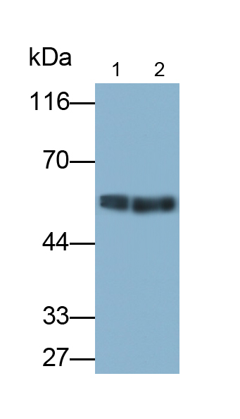 Polyclonal Antibody to Sestrin 2 (SESN2)