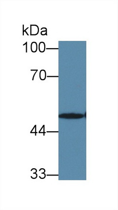 Polyclonal Antibody to Src Kinase Associated Phosphoprotein 1 (SKAP1)