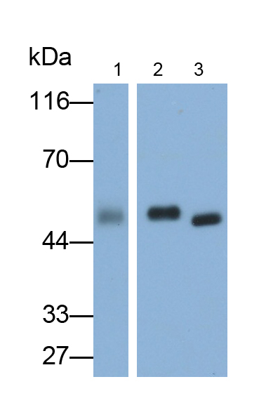 Polyclonal Antibody to Syntaxin 2 (STX2)