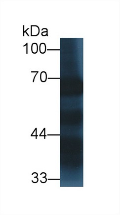 Polyclonal Antibody to Synaptotagmin I (SYT1)