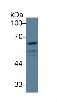 Polyclonal Antibody to Glutamate Decarboxylase 1, Brain (GAD1)