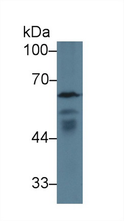 Polyclonal Antibody to Glutamate Decarboxylase 1, Brain (GAD1)