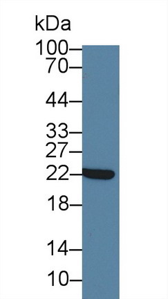 Polyclonal Antibody to Crystallin Alpha B (CRYaB)