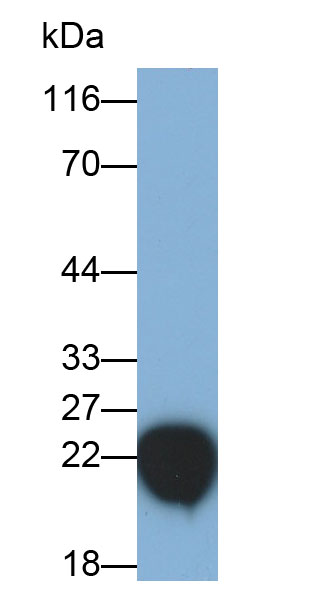 Polyclonal Antibody to Crystallin Alpha B (CRYaB)