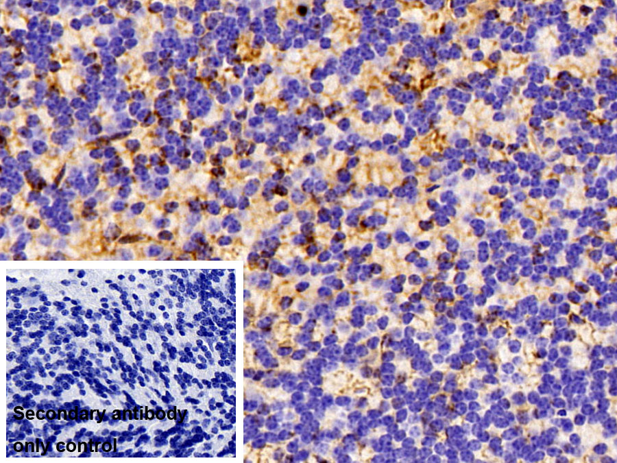 Polyclonal Antibody to Crystallin Alpha B (CRYaB)