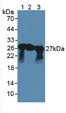 Polyclonal Antibody to Synaptosomal Associated Protein 25kDa (SNAP25)