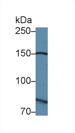 Polyclonal Antibody to Calpain 9 (CAPN9)