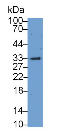 Polyclonal Antibody to Cathepsin H (CTSH)