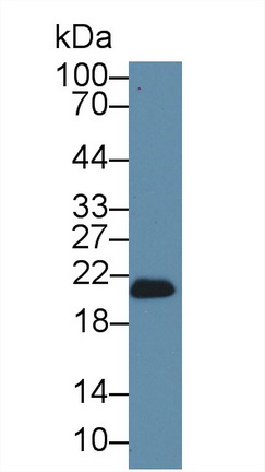Polyclonal Antibody to Glutathione Peroxidase 4 (GPX4)