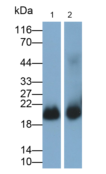 Polyclonal Antibody to Glutathione Peroxidase 4 (GPX4)