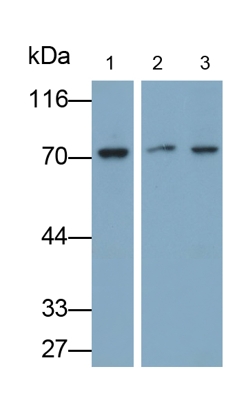 Polyclonal Antibody to Lysyl tRNA Synthetase (KARS)