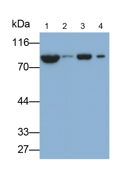 Polyclonal Antibody to Threonyl tRNA Synthetase (TARS)