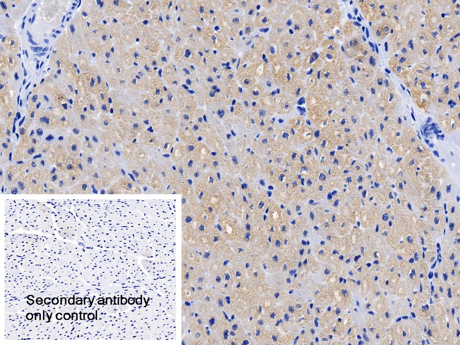 Polyclonal Antibody to Myosin Binding Protein C, Cardiac (MYBPC3)