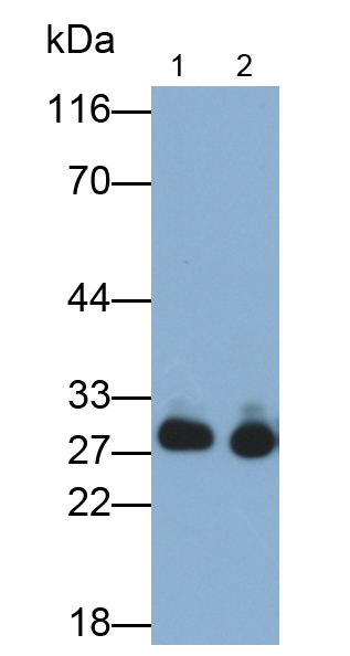 Polyclonal Antibody to Immunoglobulin Kappa (Igk)