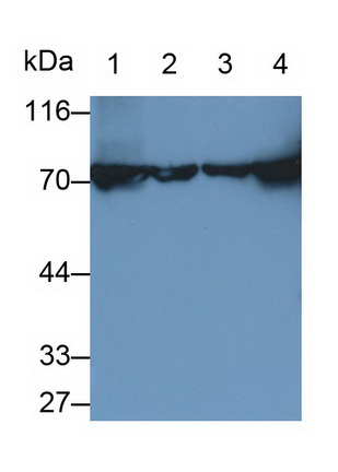 Polyclonal Antibody to Heat Shock 70kDa Protein 8 (HSPA8)