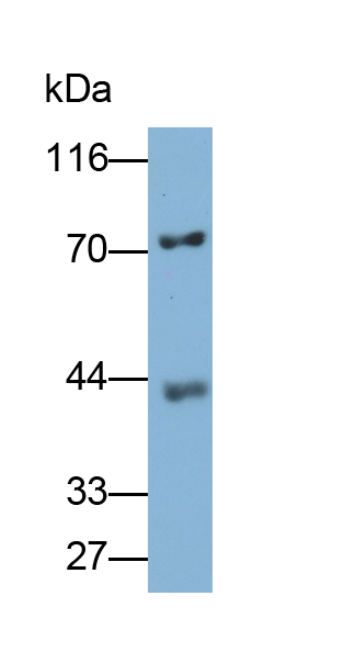 Polyclonal Antibody to Heat Shock 70kDa Protein 8 (HSPA8)