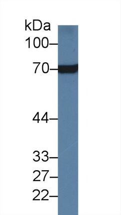 Polyclonal Antibody to Heat Shock 70kDa Protein 8 (HSPA8)