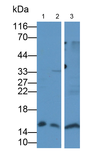 Polyclonal Antibody to Hemoglobin Alpha 1 (HBa1)