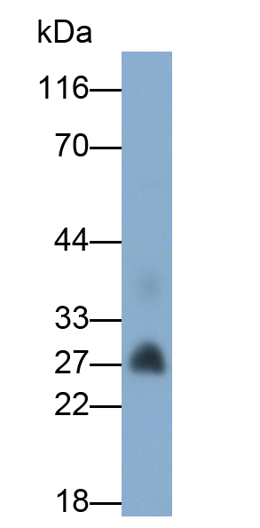 Polyclonal Antibody to Kallikrein 2 (KLK2)