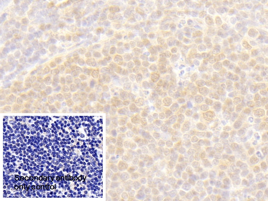 Polyclonal Antibody to Exoribonuclease 1 (ERI1)