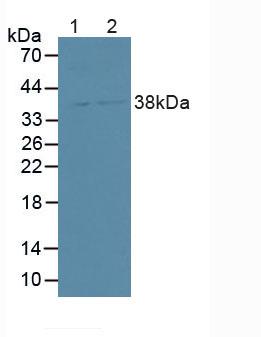 Polyclonal Antibody to Syntenin 2 (ST2)