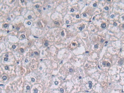 Polyclonal Antibody to Paraoxonase 3 (PON3)
