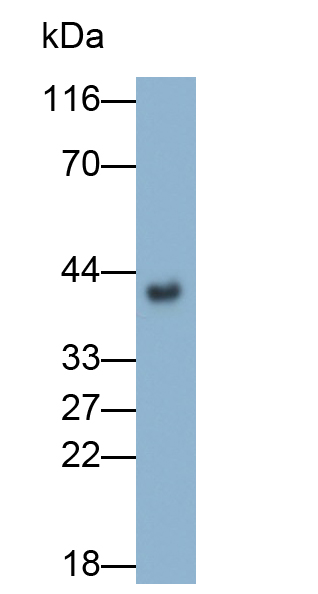 Polyclonal Antibody to Paraoxonase 3 (PON3)