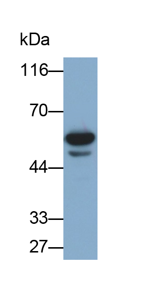 Polyclonal Antibody to Nucleobindin 1 (NUCB1)