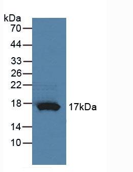 Polyclonal Antibody to Ribonuclease A4 (RNASE4)
