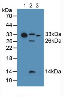 Polyclonal Antibody to Complement Component 1, Q Subcomponent A (C1qA)