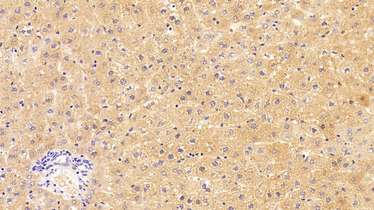 Polyclonal Antibody to Complement Component 1, Q Subcomponent A (C1qA)