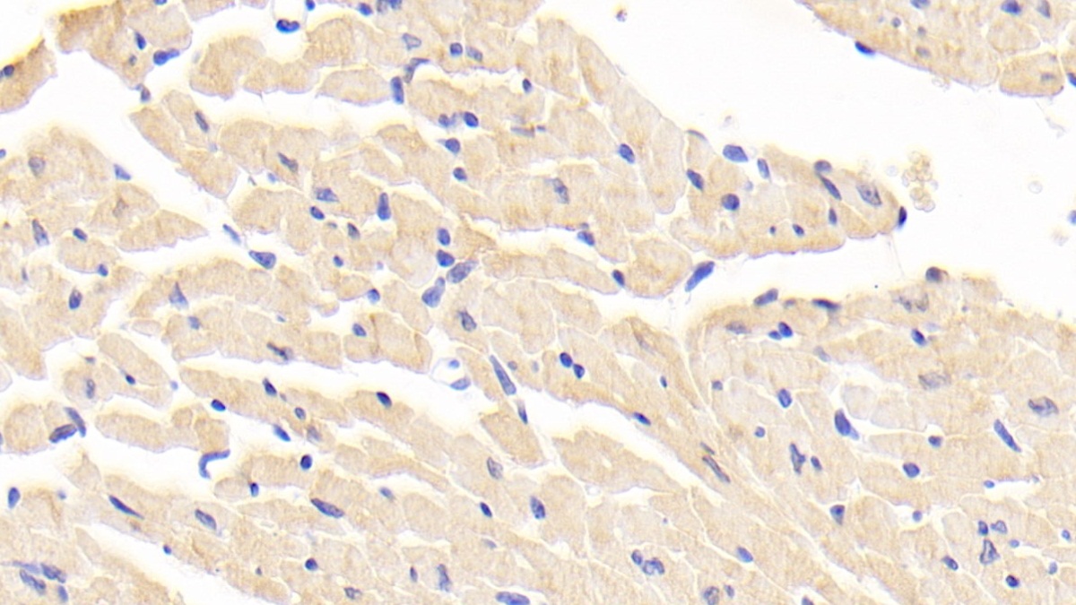 Polyclonal Antibody to Leukotriene A4 Hydrolase (LTA4H)