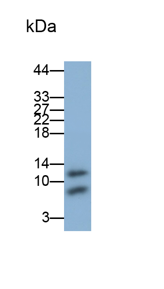 Polyclonal Antibody to Ghrelin/Obestatin Preprohormone (GHRL)
