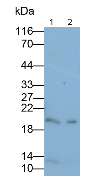 Polyclonal Antibody to Cytochrome C Oxidase Subunit II (COX2)