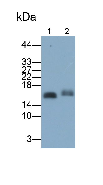 Polyclonal Antibody to Cytochrome C Oxidase Subunit IV Isoform 1 (COX4I1)