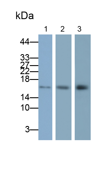 Polyclonal Antibody to Cytochrome C Oxidase Subunit IV Isoform 1 (COX4I1)