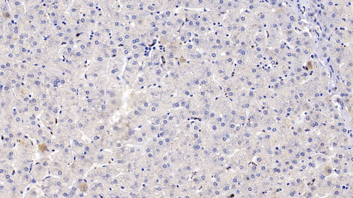 Polyclonal Antibody to Cytochrome P450 1A2 (CYP1A2)