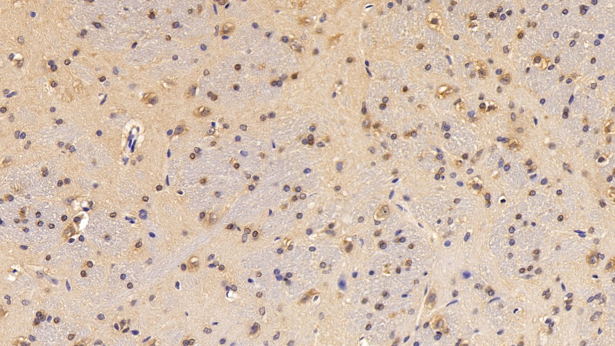 Polyclonal Antibody to Cytochrome P450 1A1 (CYP1A1)