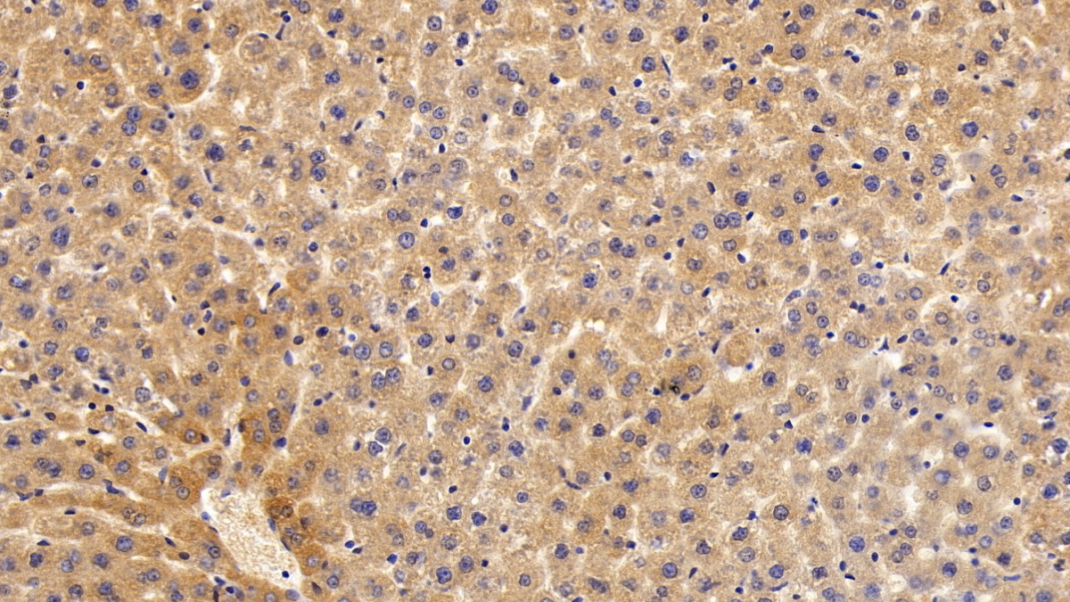 Polyclonal Antibody to Cytochrome P450 1A1 (CYP1A1)