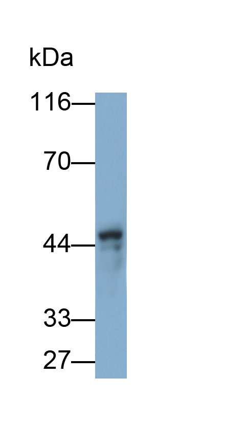 Polyclonal Antibody to Glycogen Synthase Kinase 3 Beta (GSK3b)