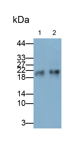 Polyclonal Antibody to Myosin Light Chain 9, Regulatory (MYL9)