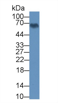 Polyclonal Antibody to Aryl Hydrocarbon Receptor Nuclear Translocator Like Protein (ARNTL)