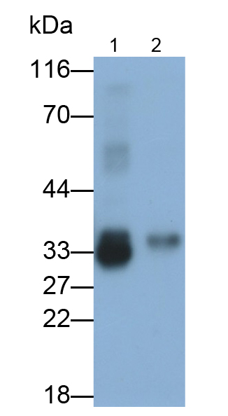 Polyclonal Antibody to Surfactant Associated Protein A2 (SPA2)