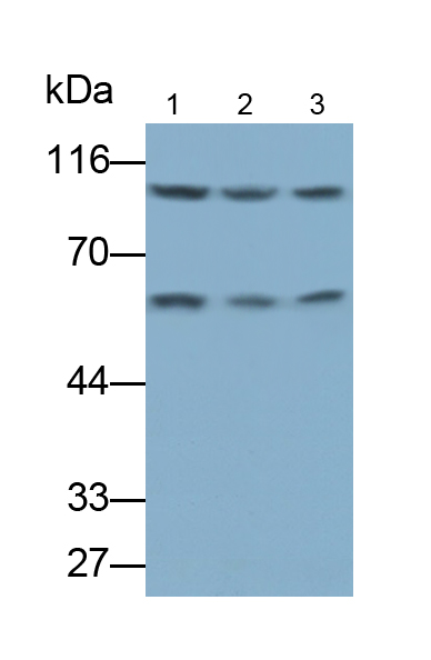 Polyclonal Antibody to Heat Shock Protein 90kDa Alpha A1 (HSP90aA1)